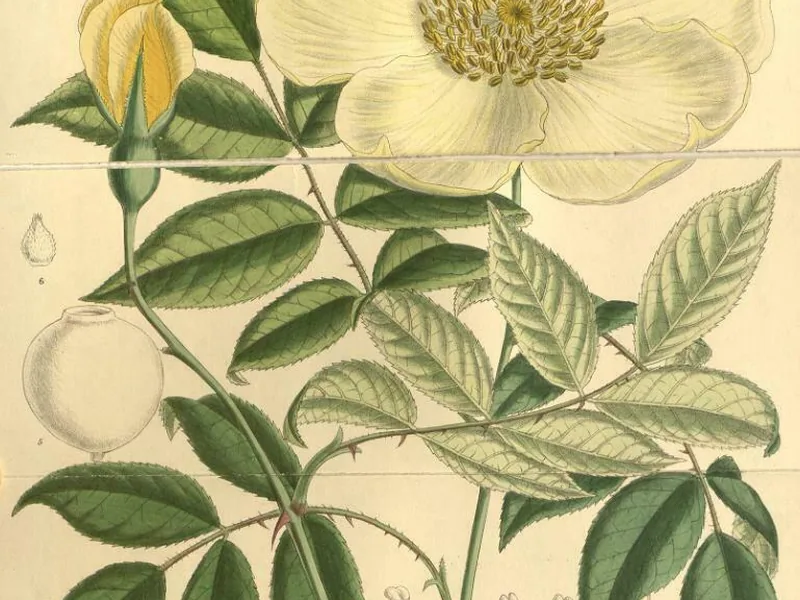 Ficha botánica de Rosa té (Rosa odorata)