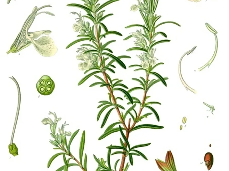 Ficha botánica de Romero rastrero (Rosmarinus officinalis 'Prostratus')