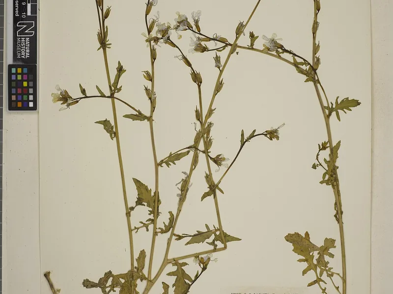 Cultivo y cuidados botánicos de Rúcula