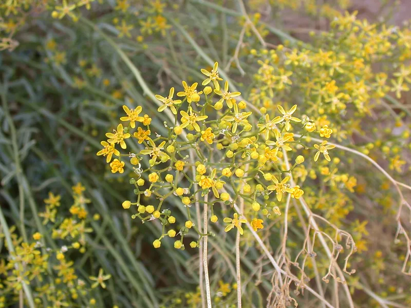 Cultivo y cuidados botánicos de Ruda del desierto