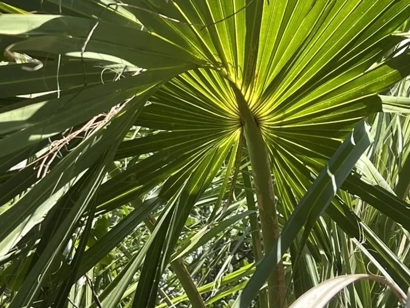 Ficha botánica de Palmito de Sabal (Sabal palmetto)