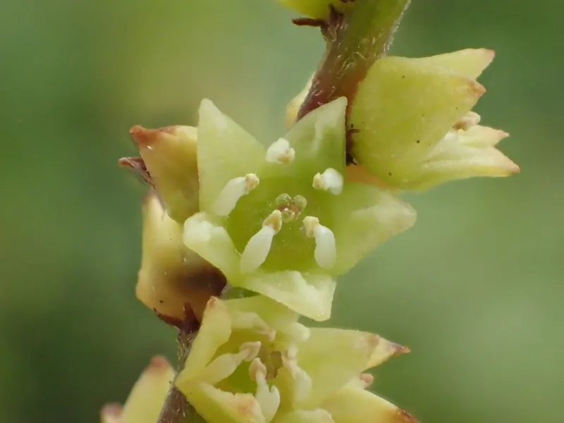 Cultivo y cuidados botánicos de Sageretia del Té