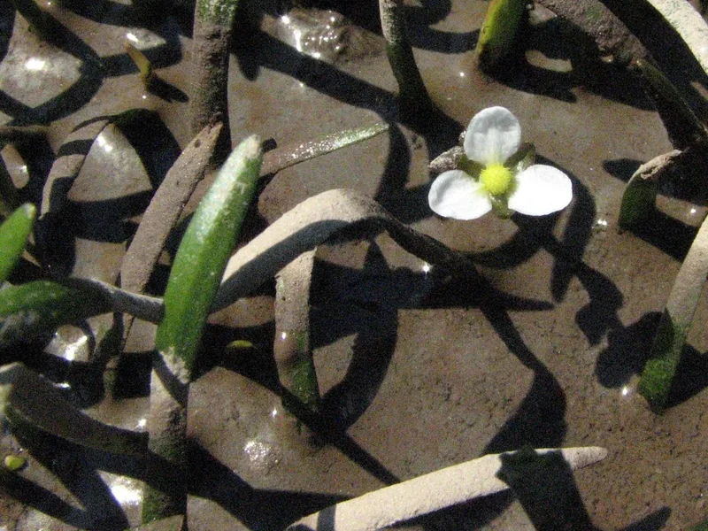 Cultivo y cuidados botánicos de Sagittaria Enana