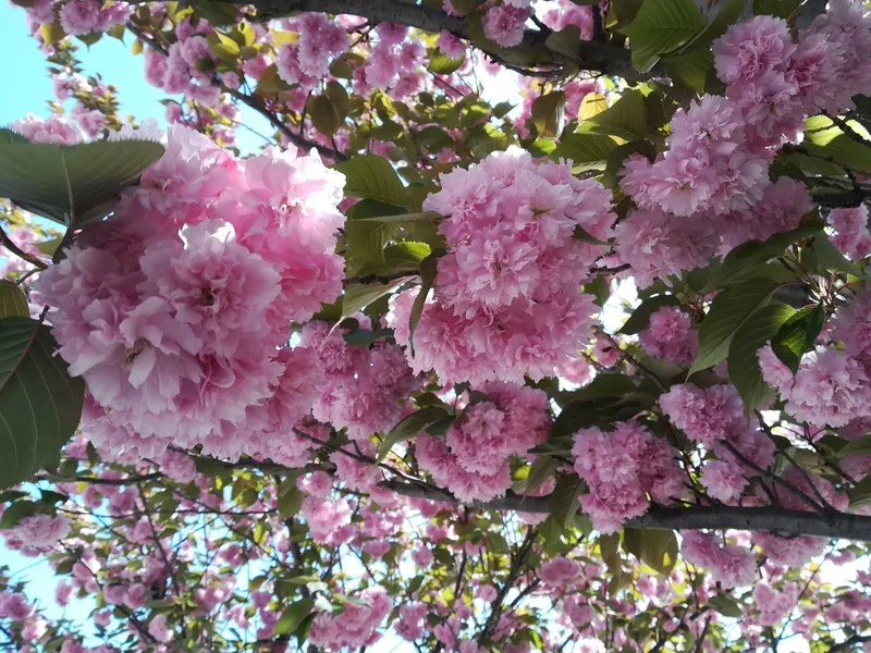 Cultivo y cuidados botánicos de Cerezo de flor japonés