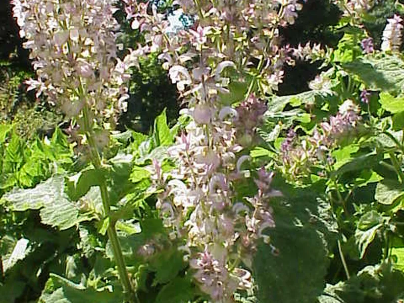 Cultivo y cuidados botánicos de Salvia Clarea
