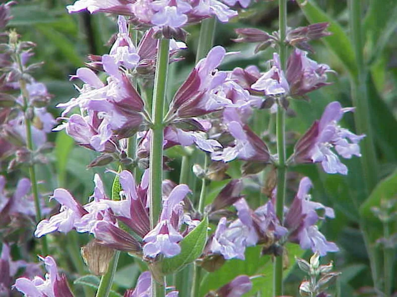 Cultivo y cuidados botánicos de Salvia De Desierto