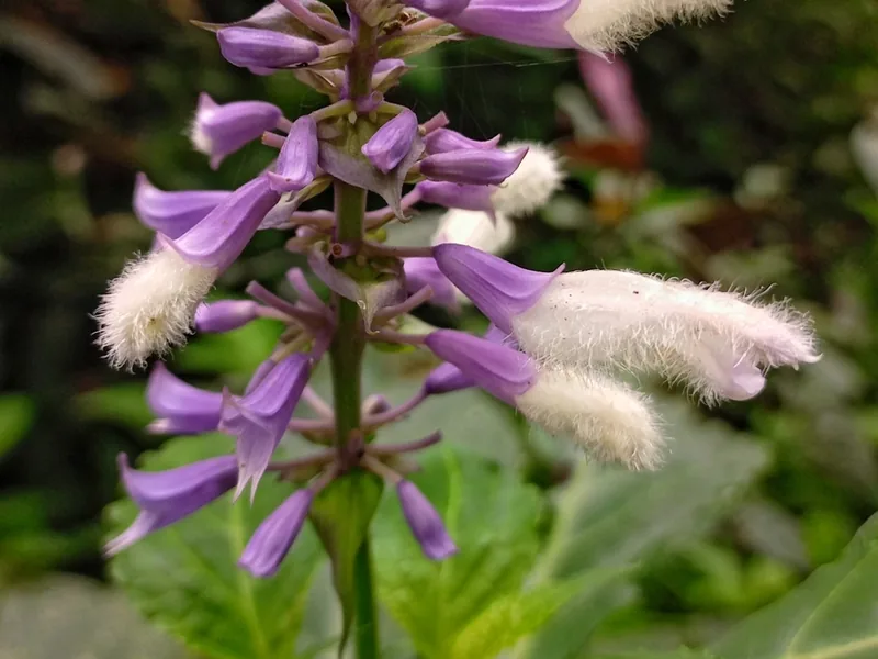 Cultivo y cuidados botánicos de Salvia Divinorum