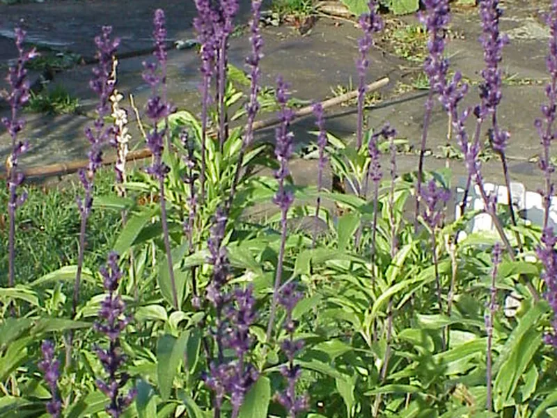 Cultivo y cuidados botánicos de Salvia Farinacea