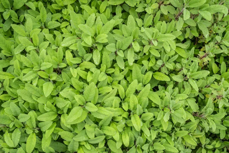Cultivo y cuidados botánicos de Salvia Officinalis