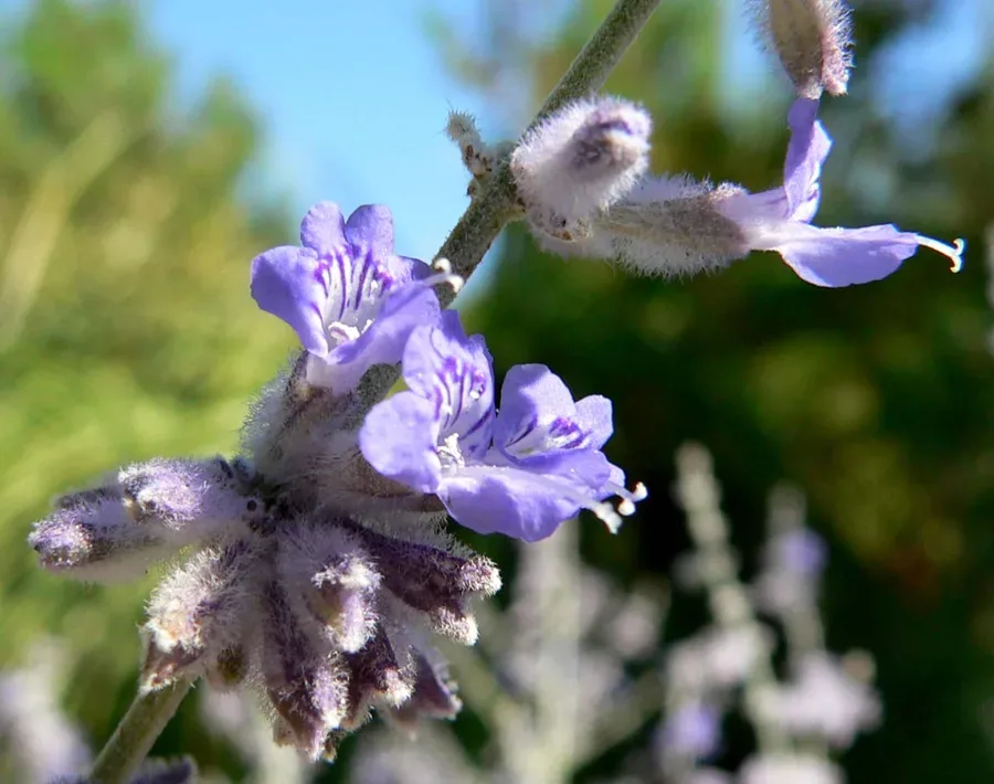 Cultivo y cuidados botánicos de Salvia Rusa