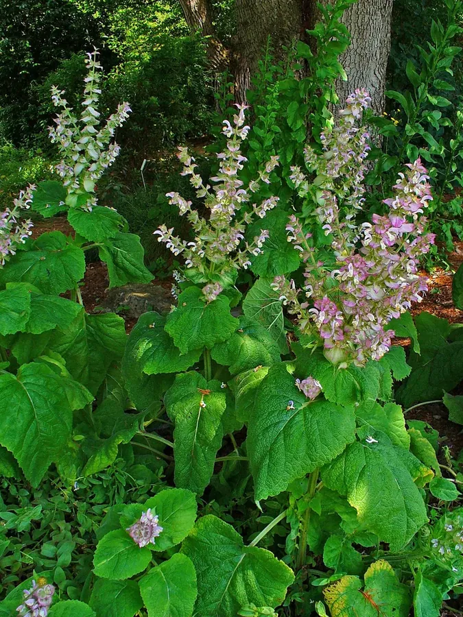 Cultivo y cuidados botánicos de Salvia Sclarea