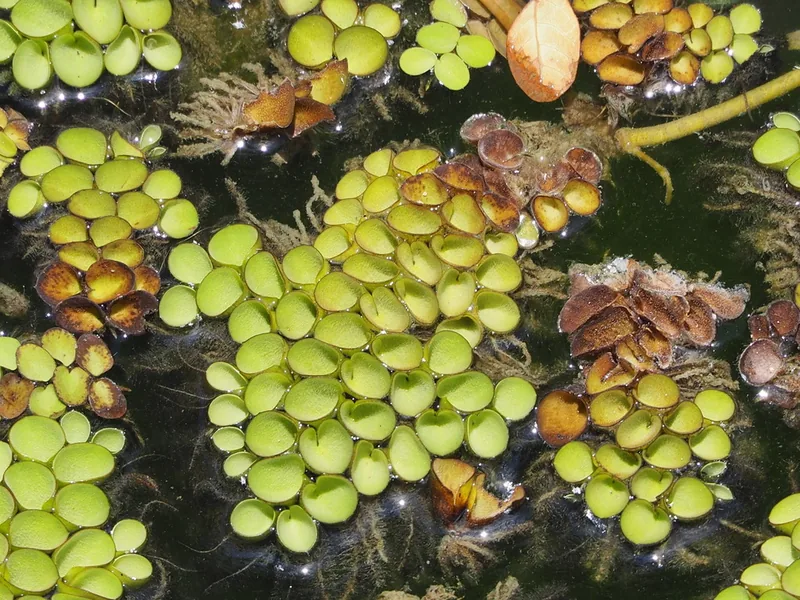 Cultivo y cuidados botánicos de Helecho flotante de capucha