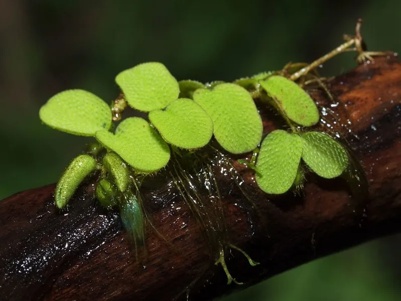 Cultivo y cuidados botánicos de Salvinia Flotante, Helecho de Agua Flotante