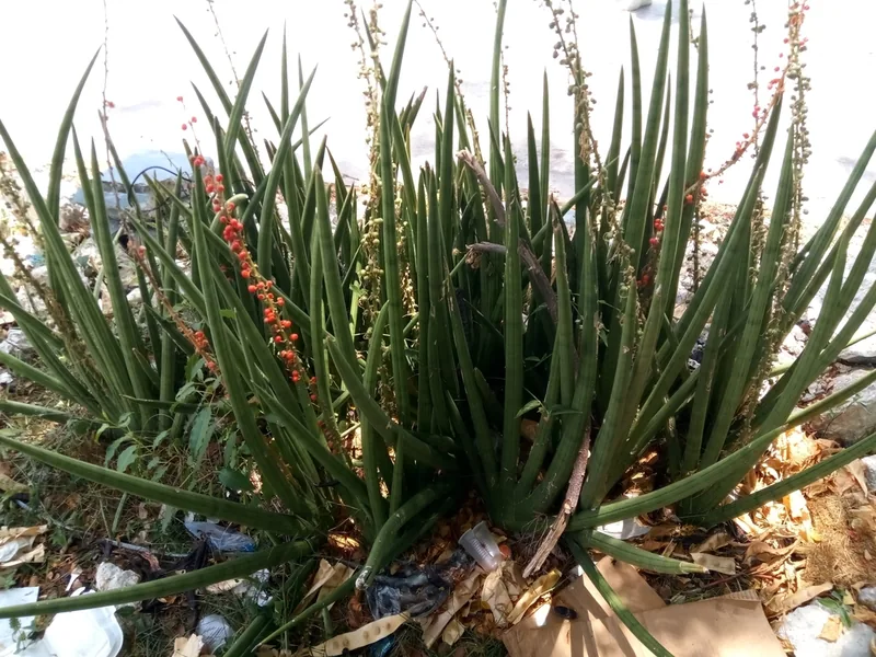 Cultivo y cuidados botánicos de Sansevieria cilíndrica