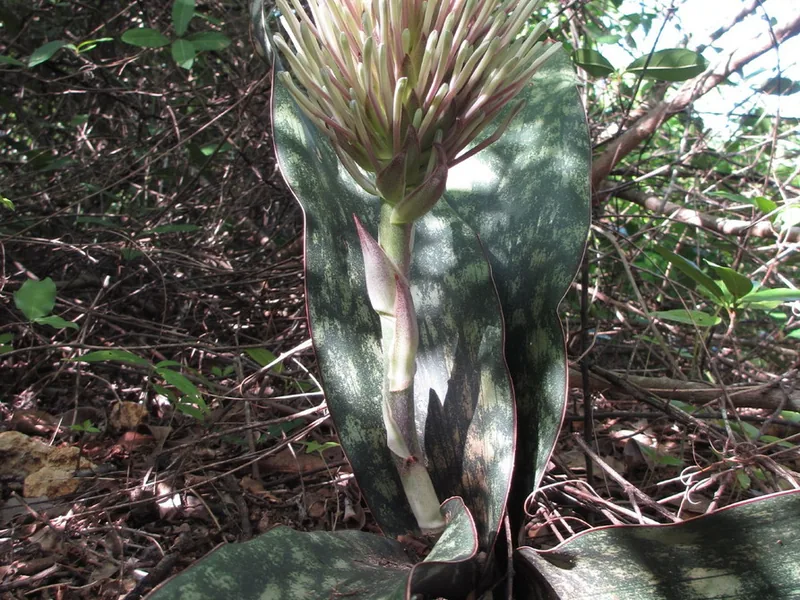 Cultivo y cuidados botánicos de Sansevieria estrella
