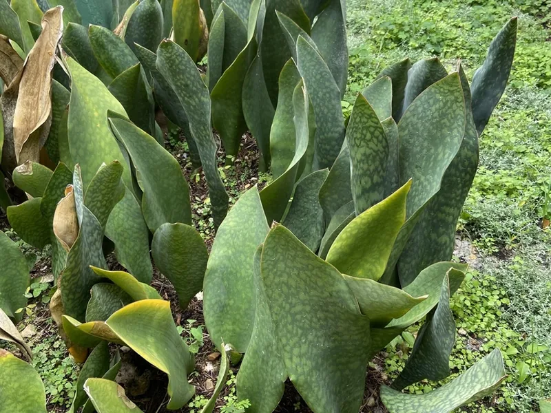 Cultivo y cuidados botánicos de Sansevieria Whale Fin
