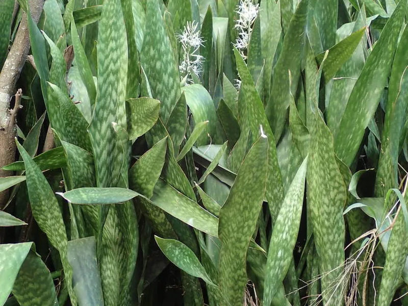 Cultivo y cuidados botánicos de Sansevieria metálica