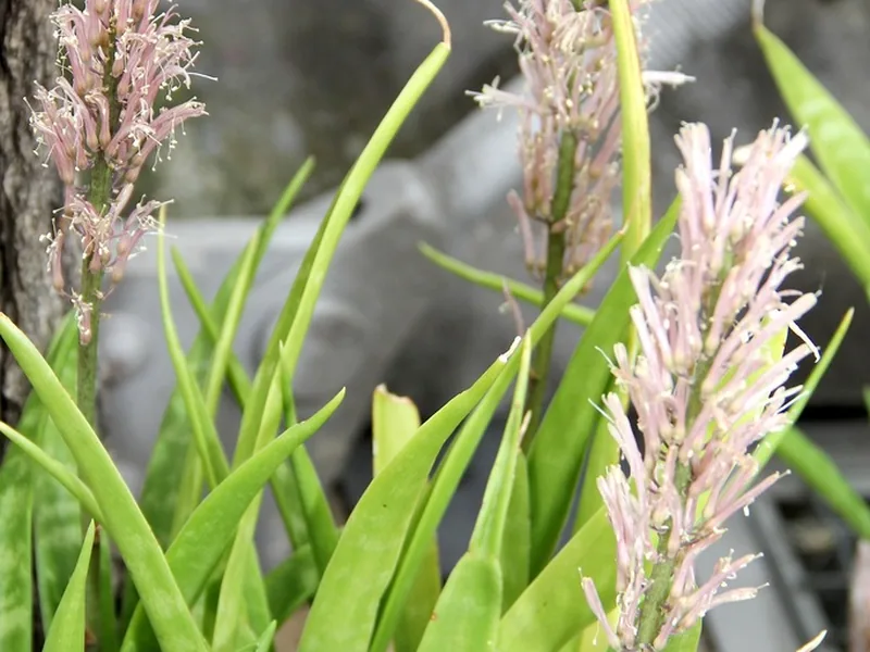 Cultivo y cuidados botánicos de Sansevieria parva