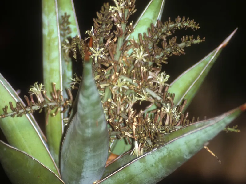 Cultivo y cuidados botánicos de Sansevieria pinguicula