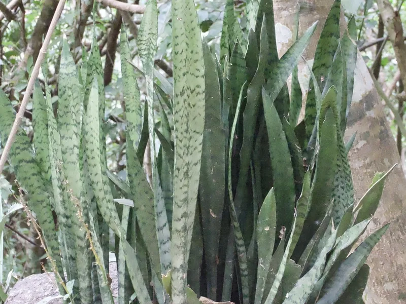 Cultivo y cuidados botánicos de Sansevieria Laurentii o Lengua de Suegra