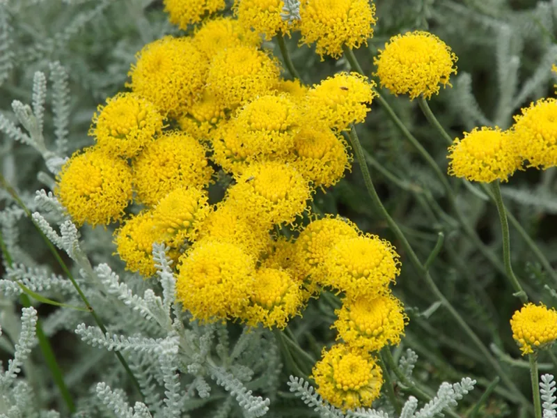 Cultivo y cuidados botánicos de Santolina Chamaecyparissus