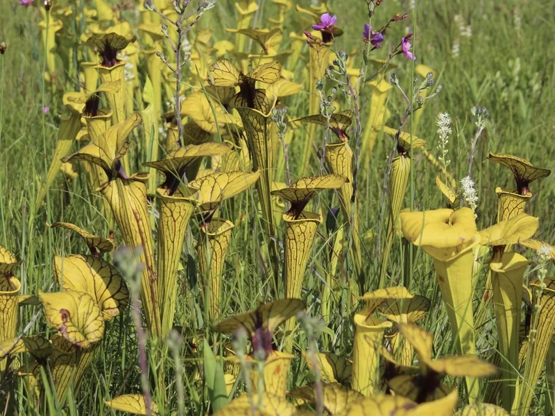Cultivo y cuidados botánicos de Planta de jarra trompeta