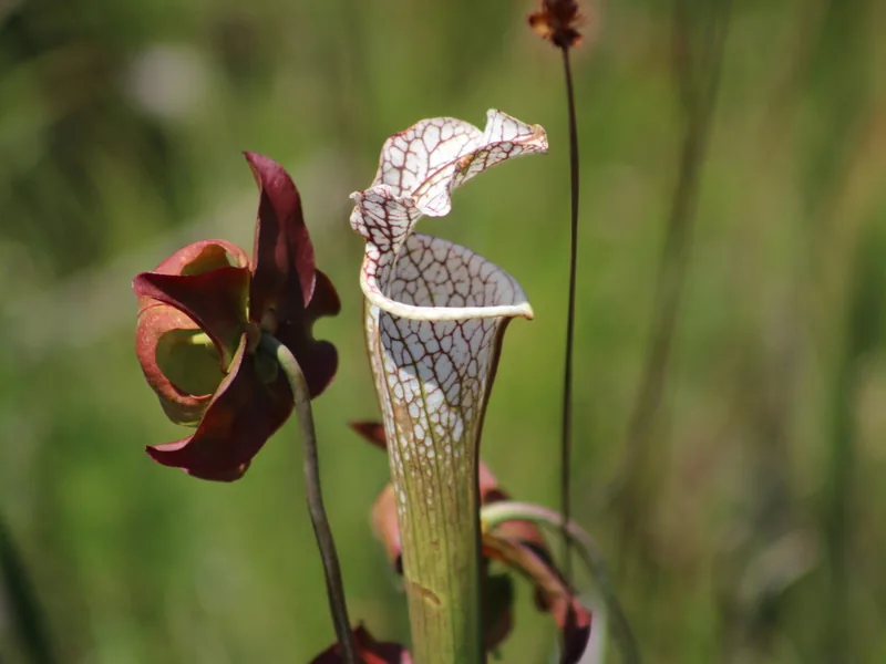 Cultivo y cuidados botánicos de Sarracenia blanca