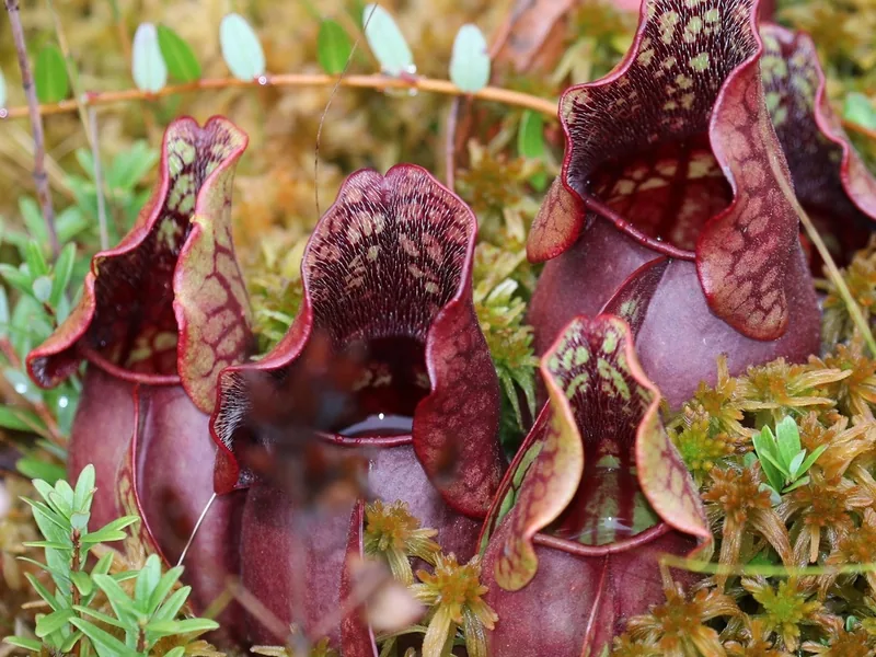 Cultivo y cuidados botánicos de Sarracenia Púrpura