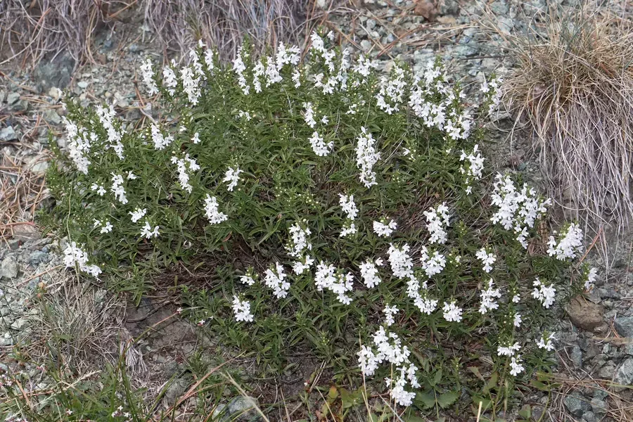 Cultivo y cuidados botánicos de Ajedrea de montaña