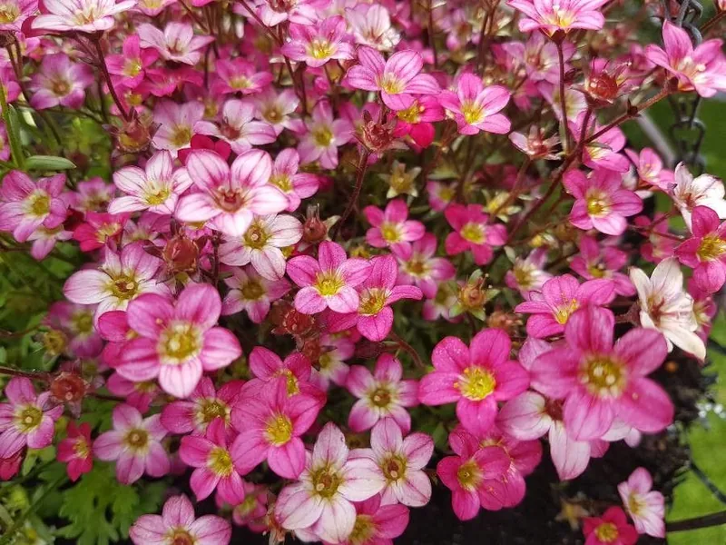 Cultivo y cuidados botánicos de Saxifraga de Arends