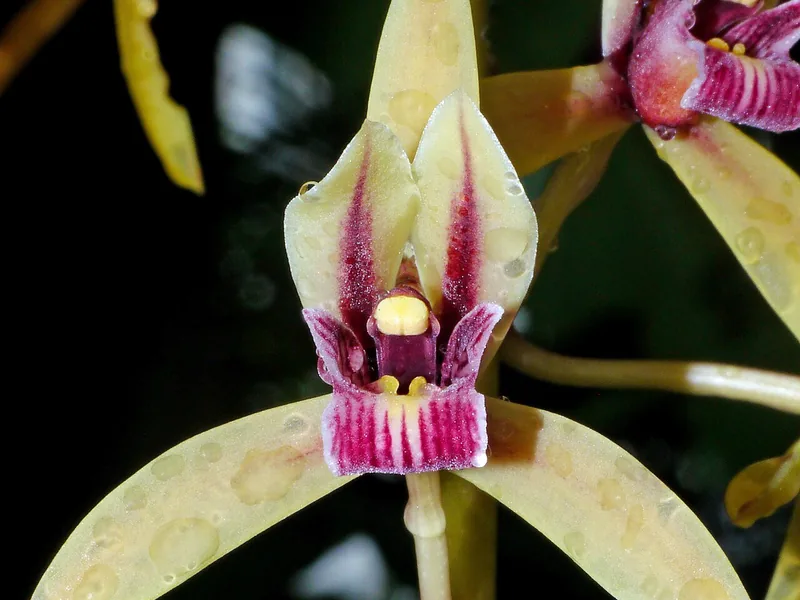Cultivo y cuidados botánicos de Scandensia Lindleyana