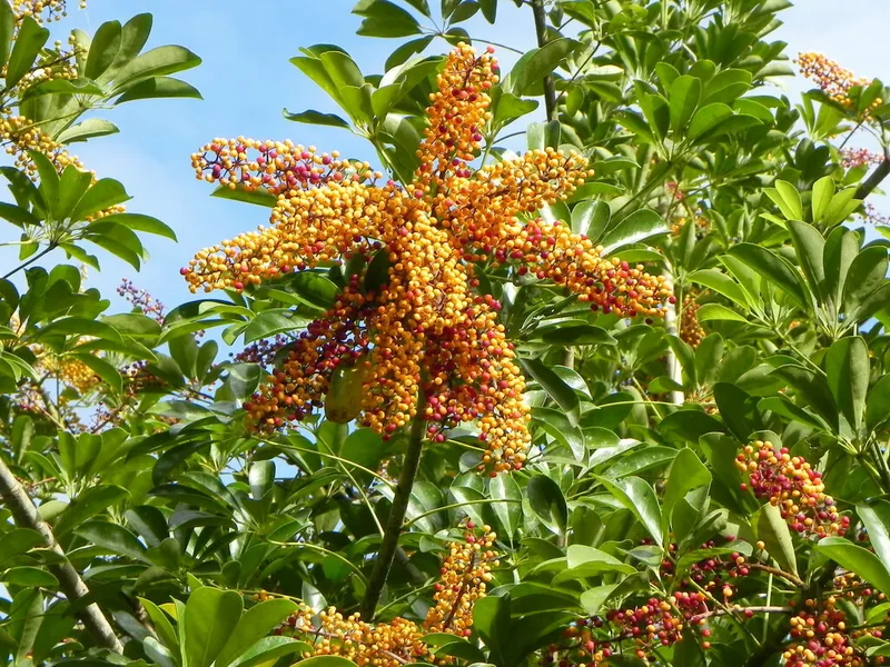 Cultivo y cuidados botánicos de Cheflera, Árbol paraguas enano