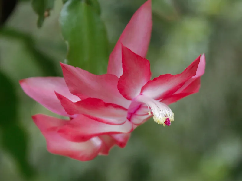 Cultivo y cuidados botánicos de Cactus de Navidad