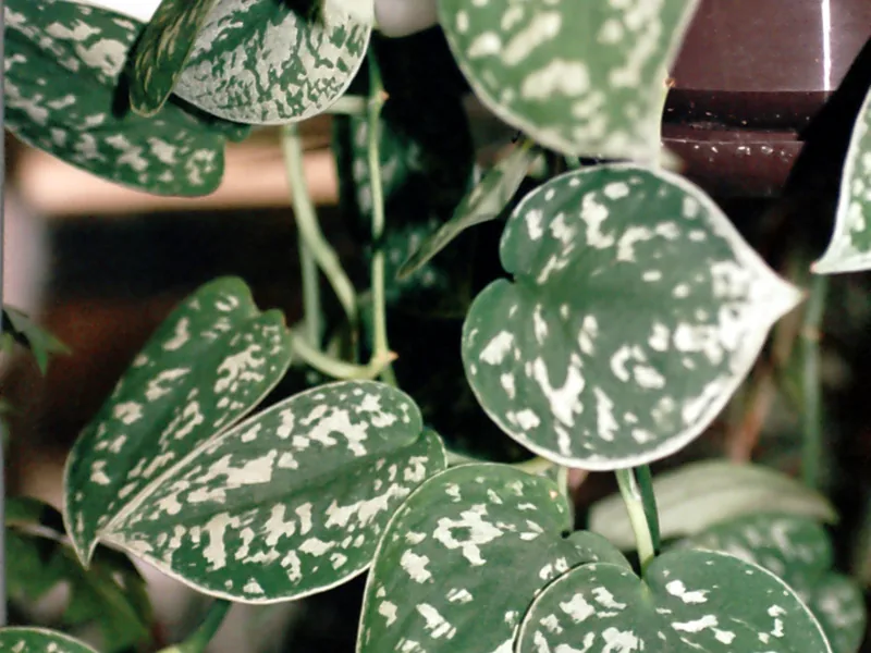 Cultivo y cuidados botánicos de Scindapsus Pictus Epipremnum