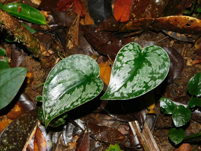 Cultivo y cuidados botánicos de Potos plateado