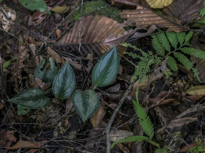 Cultivo y cuidados botánicos de Potos satinado plateado