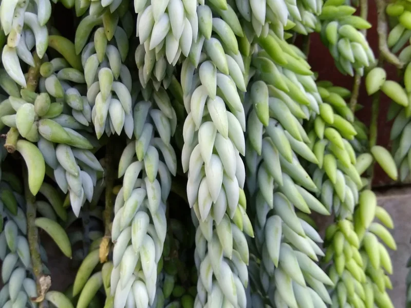 Ficha botánica de Cola de burro (Sedum morganianum)