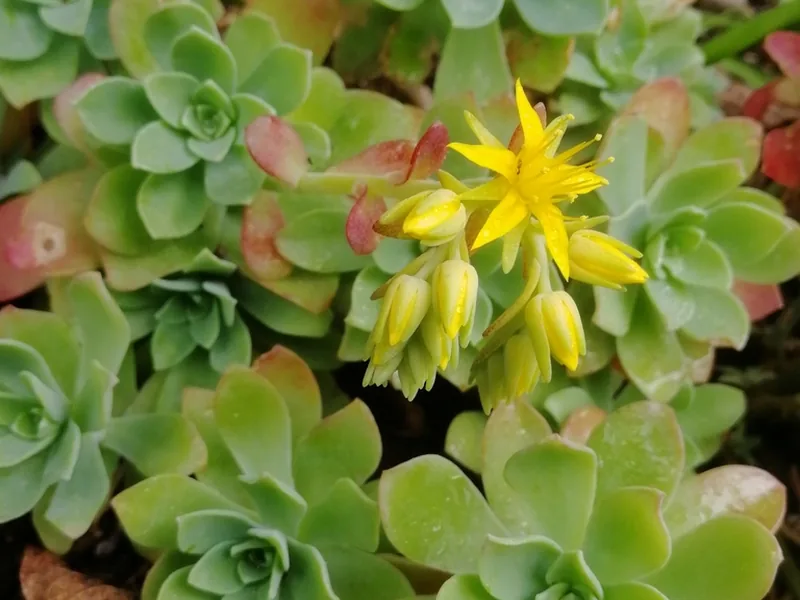 Cultivo y cuidados botánicos de Sedum de Palmer