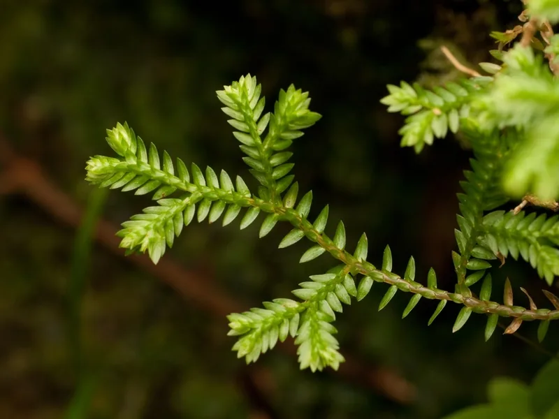 Cultivo y cuidados botánicos de Selaginela