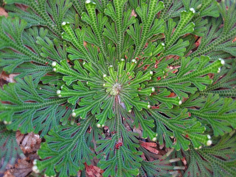 Cultivo y cuidados botánicos de Rosa de Jericó