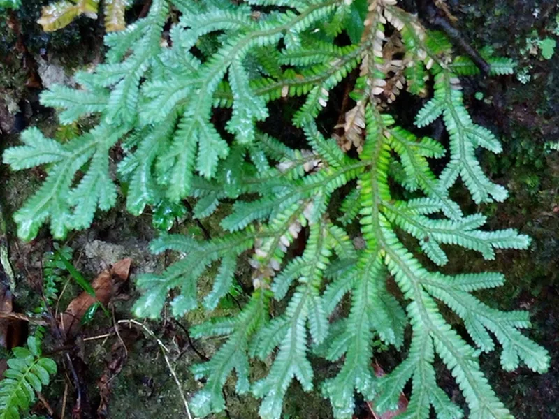 Cultivo y cuidados botánicos de Selaginella de Martens