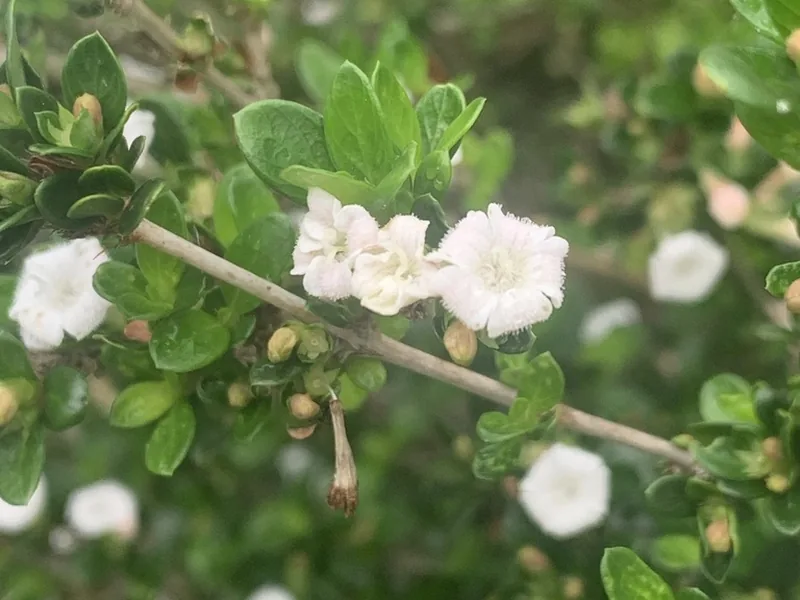Cultivo y cuidados botánicos de Serissa
