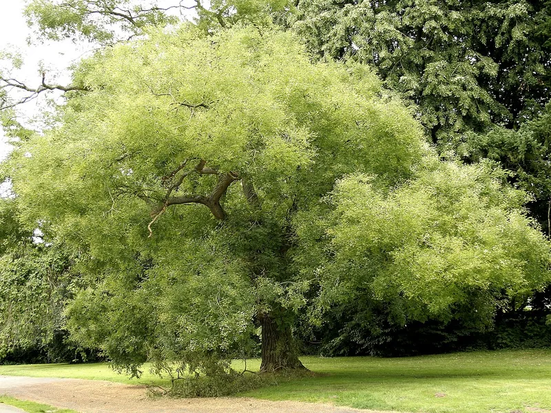 Cultivo y cuidados botánicos de Sófora o Acacia del Japón