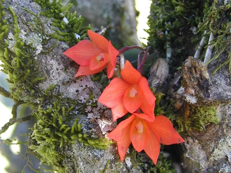 Cultivo y cuidados botánicos de Orquídea Sophronitis cernua