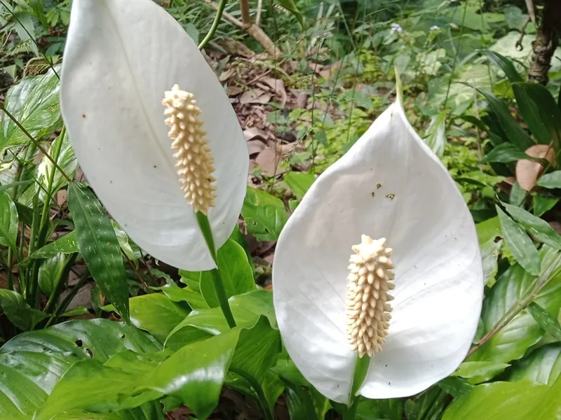 Ficha botánica de Cuna de Moisés (Spathiphyllum)