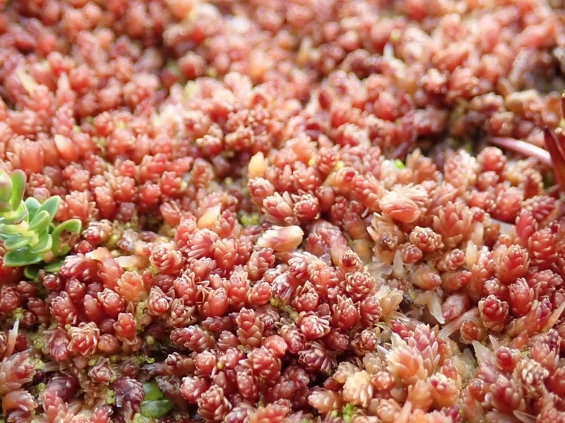 Cultivo y cuidados botánicos de Musgo Sphagnum de Magallanes