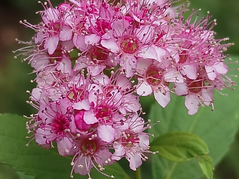 Ficha botánica de Espirea japonesa (Spiraea japonica)