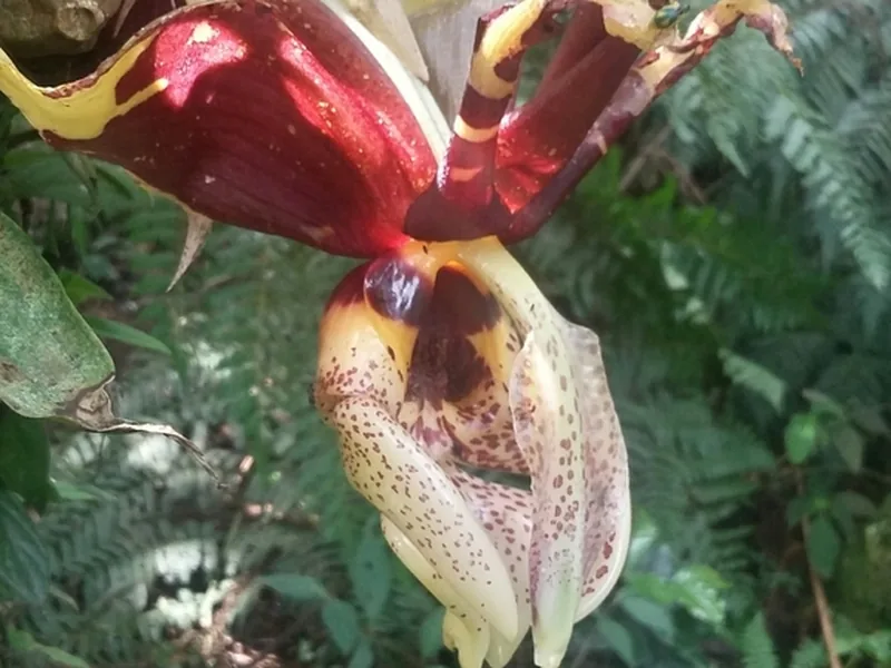 Cultivo y cuidados botánicos de Orquídea Tigre