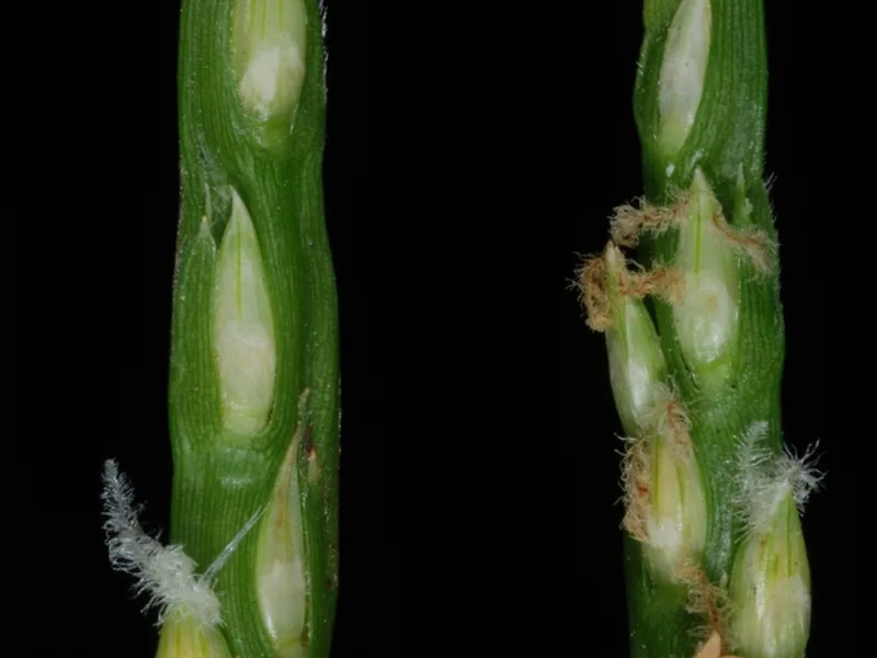 Cultivo y cuidados botánicos de Pasto de San Agustín