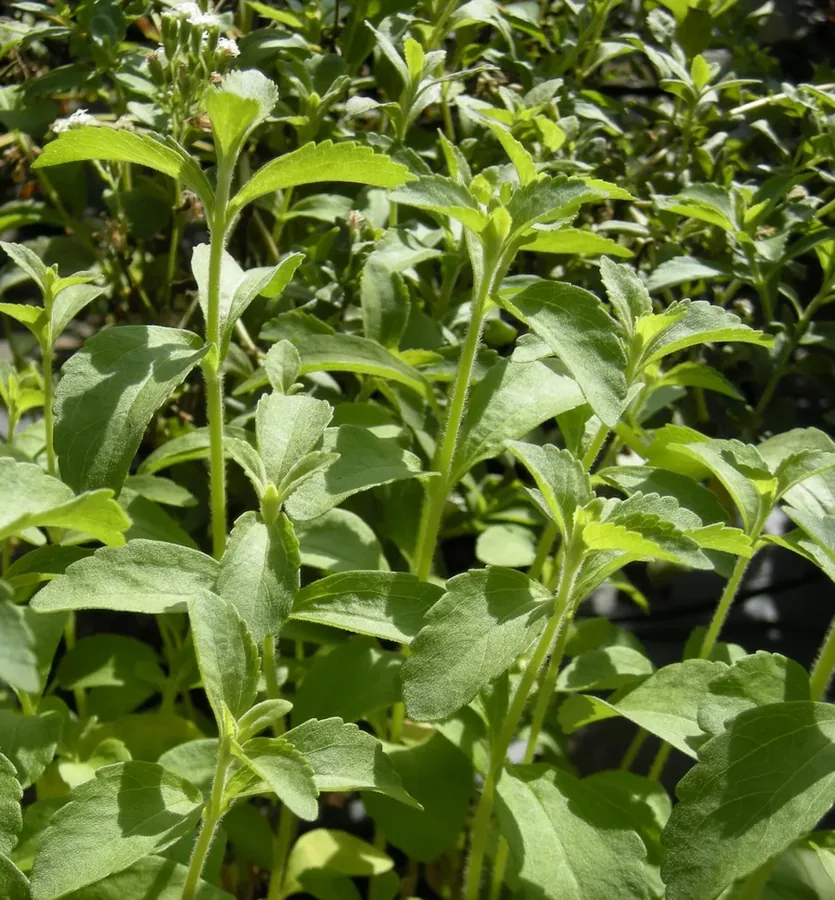 Cultivo y cuidados botánicos de Stevia